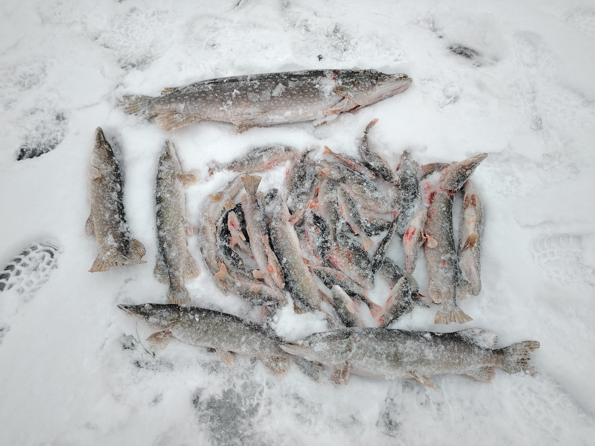 Часть улова