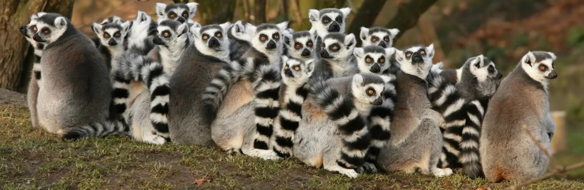 В дикой природе разные виды практически не пересекаются