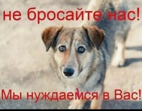 💯 День стольника💯. Потребностей у приюта очень много🫣