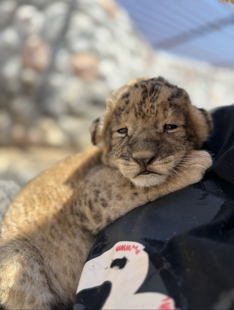   Фото: Зоопарк «Баба Фрося»/vk.com/baba_frosya30