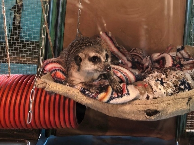     фото Читинского городского зоопарка