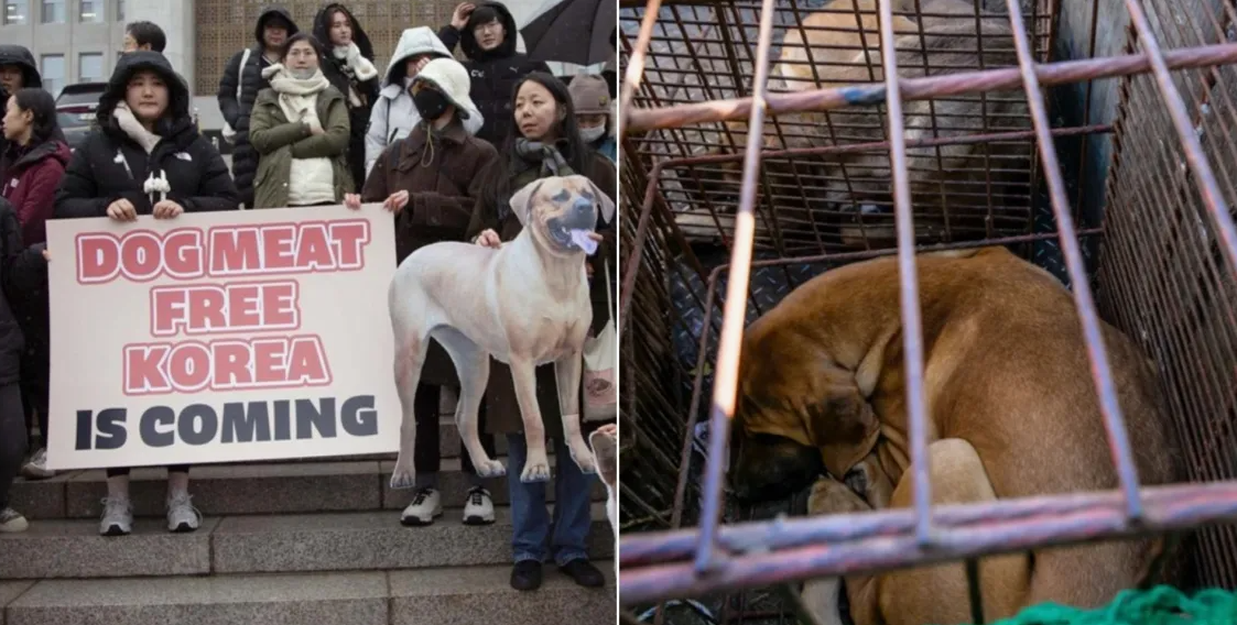 Как вы можете догадаться, забрать себе псов хотят меньше людей, чем голосовали за закрытие ферм