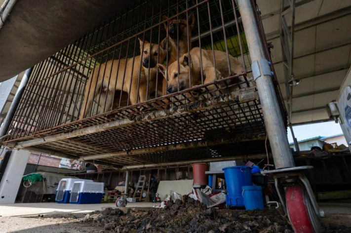 В Корее прямо ассоциация, что это кормовая порода. Есть собаки для любви, а есть для обеда