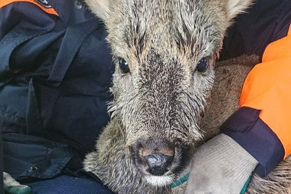    В Ачинске спасатели вызволили из беды обессиленную косулю. ФОто: КГКУ "Спасатель"