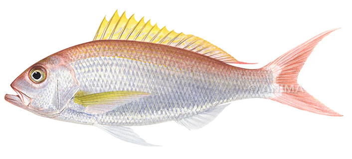 Pristipomoides typus