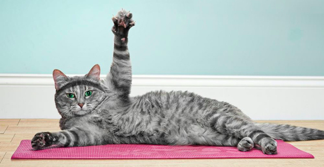 источник Яндекс