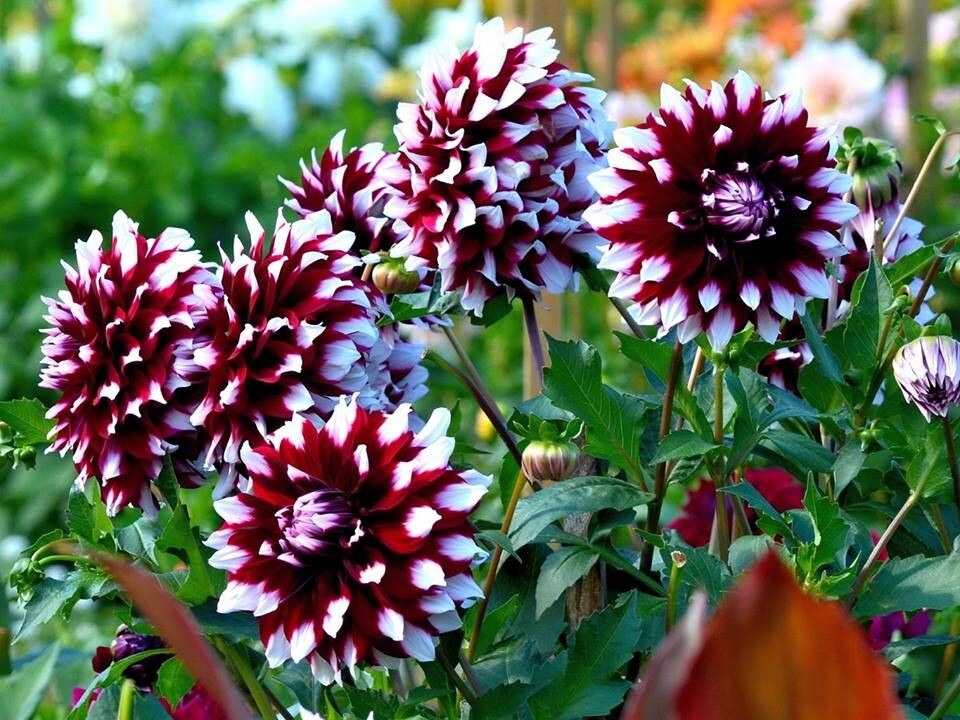 теперь уних появилось сокровище - дочка