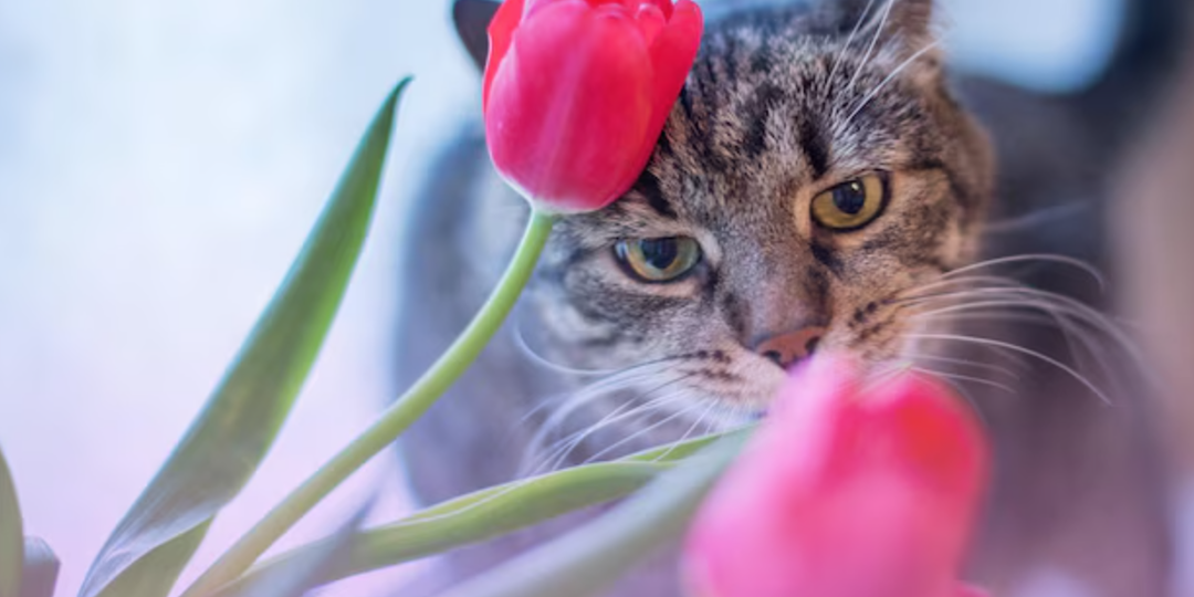 Почему кошка ест цветы и как это остановить: руководство для заботливого хозяина