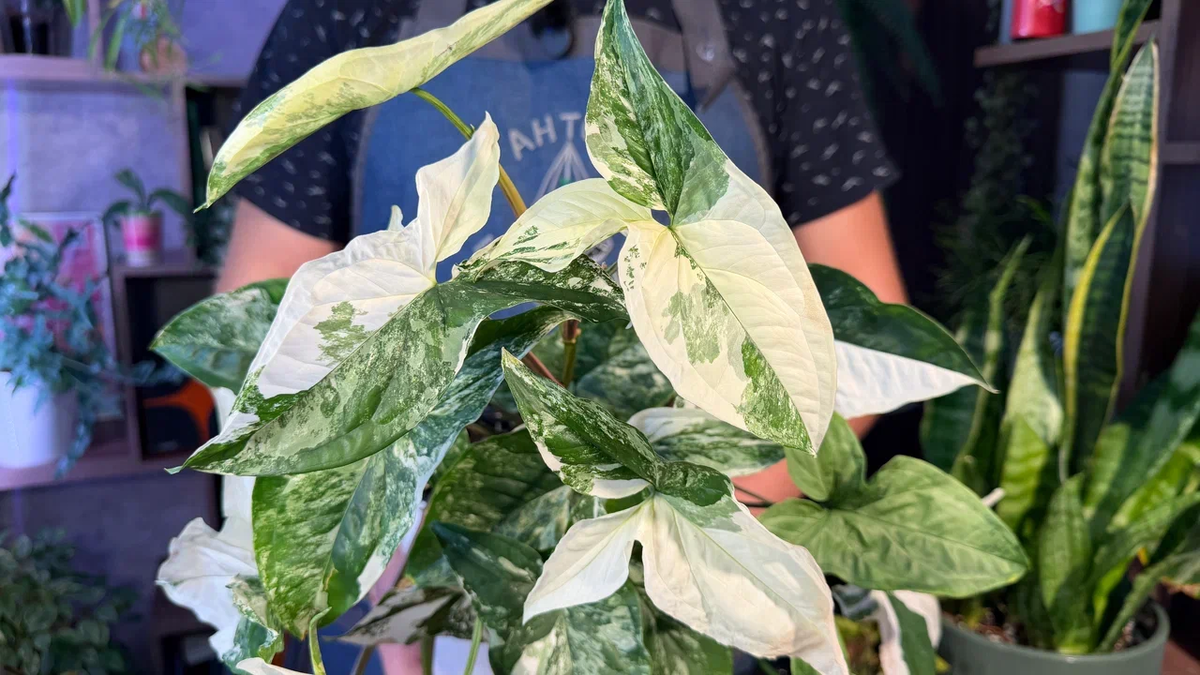 Красивые и неприхотливые