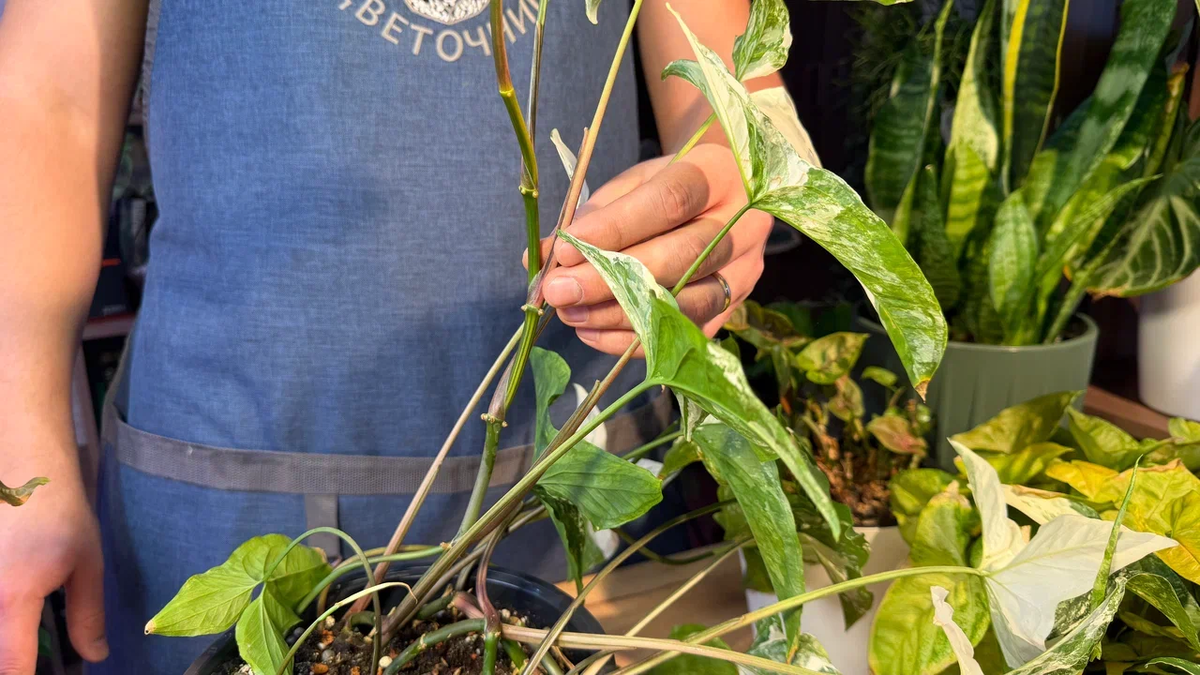 Но со временем становятся уже не такими красивыми