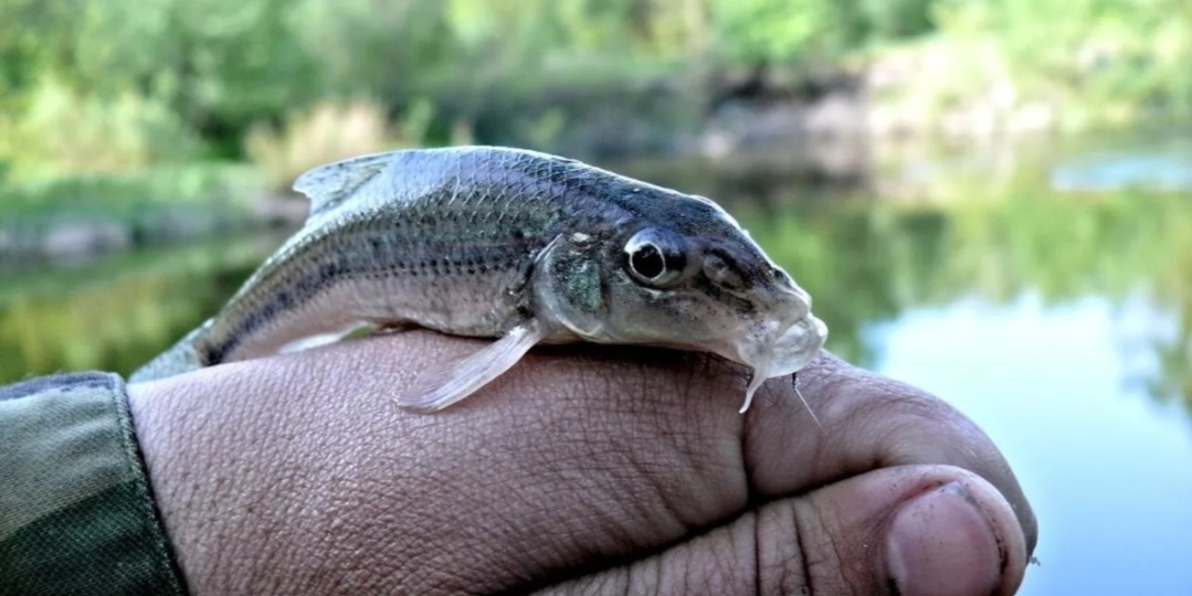 Куда пропали пескари?