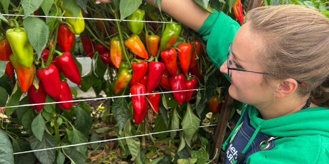 СОСЕДКА о НИХ СПРОСИТ! ТОП-ПЕРЦА, который НЕ ОСТАВИТ БЕЗ УРОЖАЯ в 2026