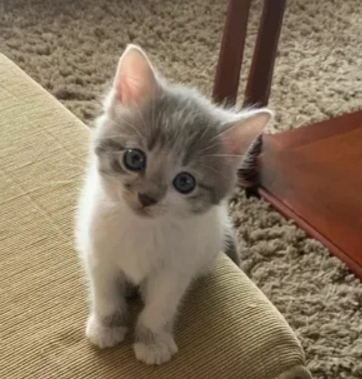 Котенок в конце!