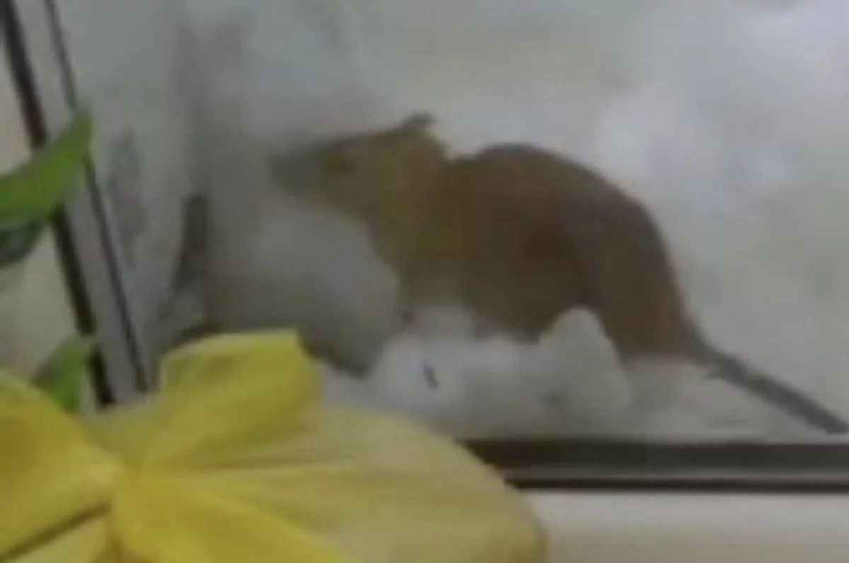 Фото: соцсети