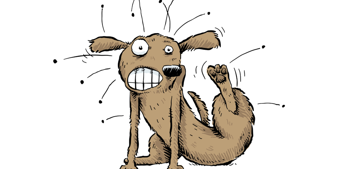 «Опасно ли домашней собаке общаться с бродячими собаками?»