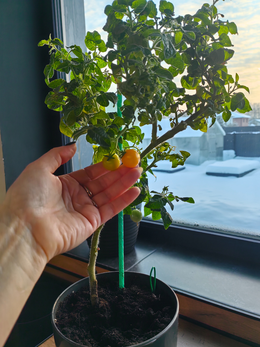 Сорт Балконное чудо ( оранжевые )