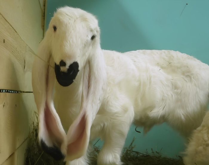 Скриншот видео Новосибирского зоопарка.