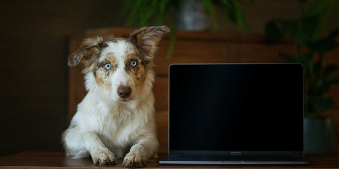 Собака и дедлайн: эксперт РКФ раскрыл формулу идеального рабочего дня на «удаленке» с питомцем