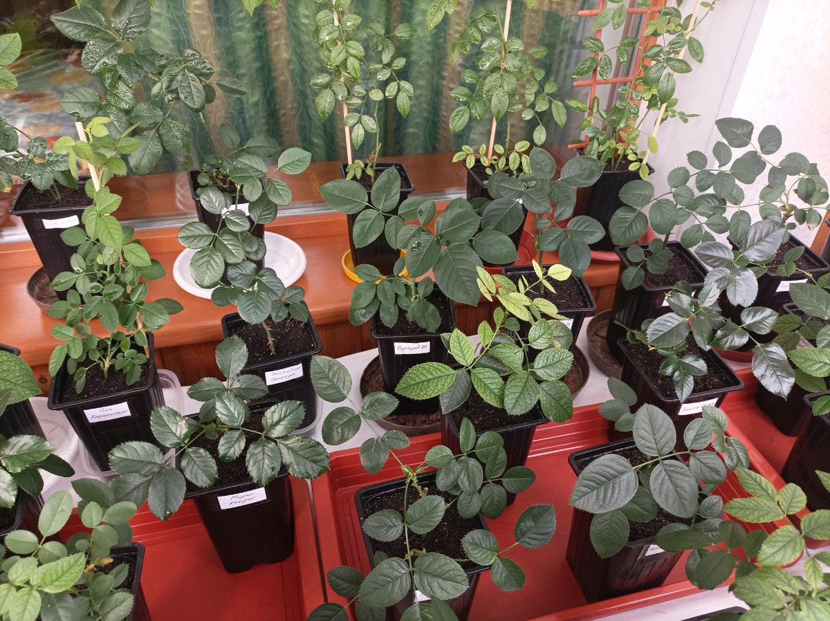 14 января 2026 г