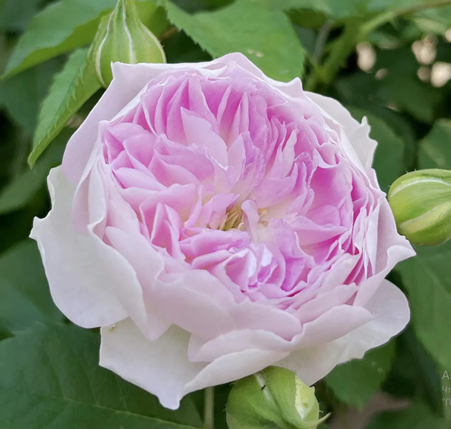 Блю Мун стоун (фото из открытых источников)