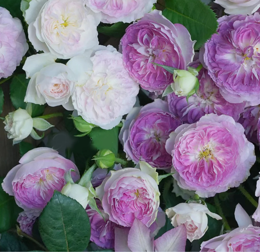 Блю Мун стоун (фото из открытых источников)