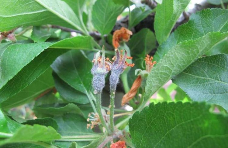    Фото: Tianna DuPont, WSU Extension