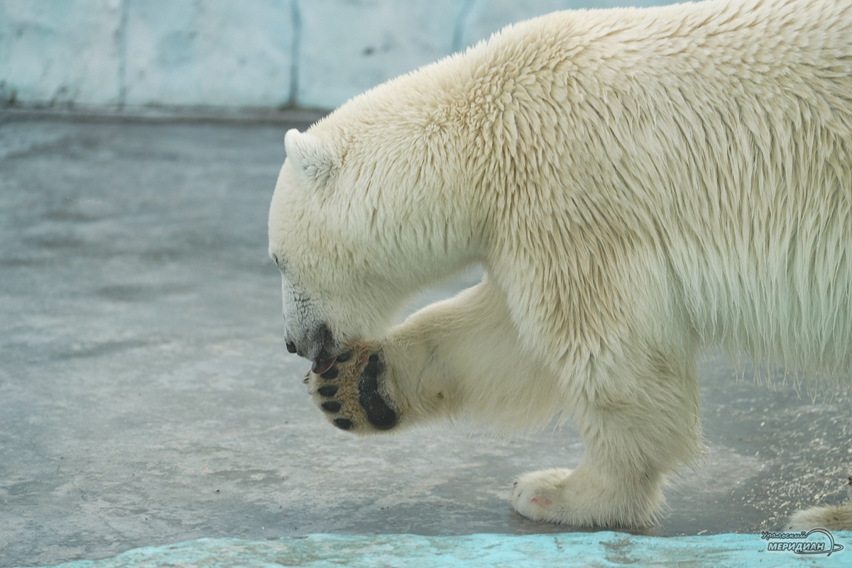    Фото: Лидия Аникина © ИА «Уральский меридиан»