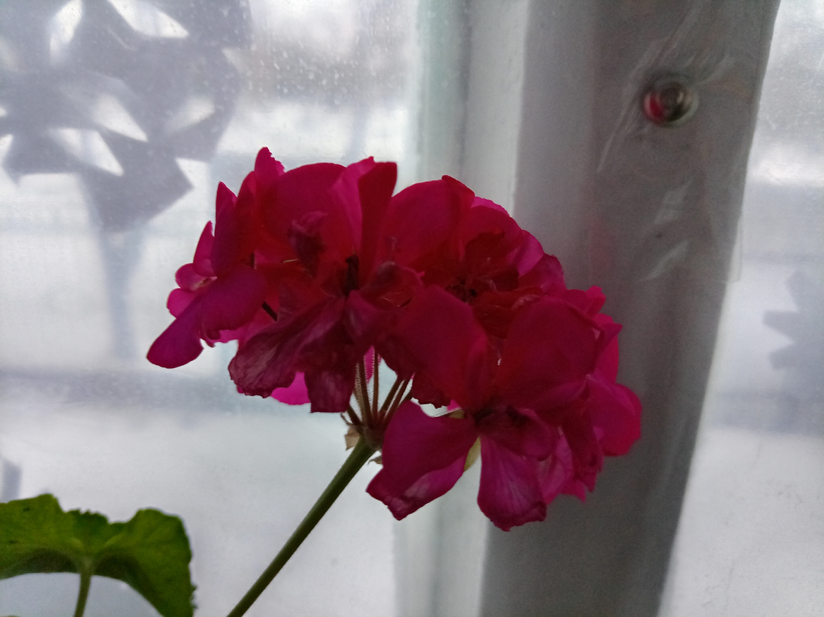 У меня сейчас есть вот такой цвет фуксии 