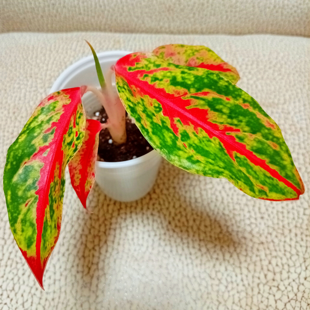 Укоренённая макушка.