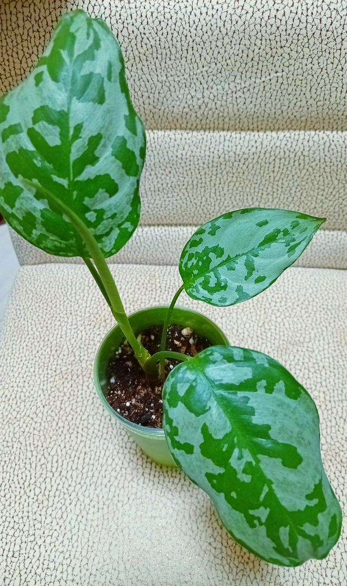 Аглаонема Биколор.