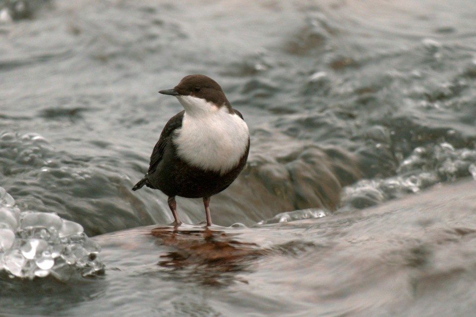    Единственный представитель воробьиных в России, который умеет не только плавать, но и нырять. Фото: t.me/kazdoytvaripopare