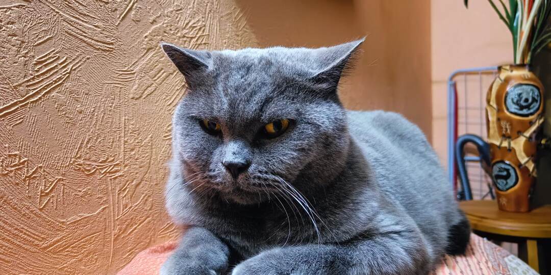 Британский кот Маус. Этапы взросления.