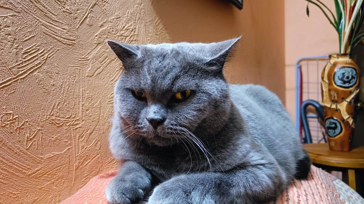 Британец Маус.