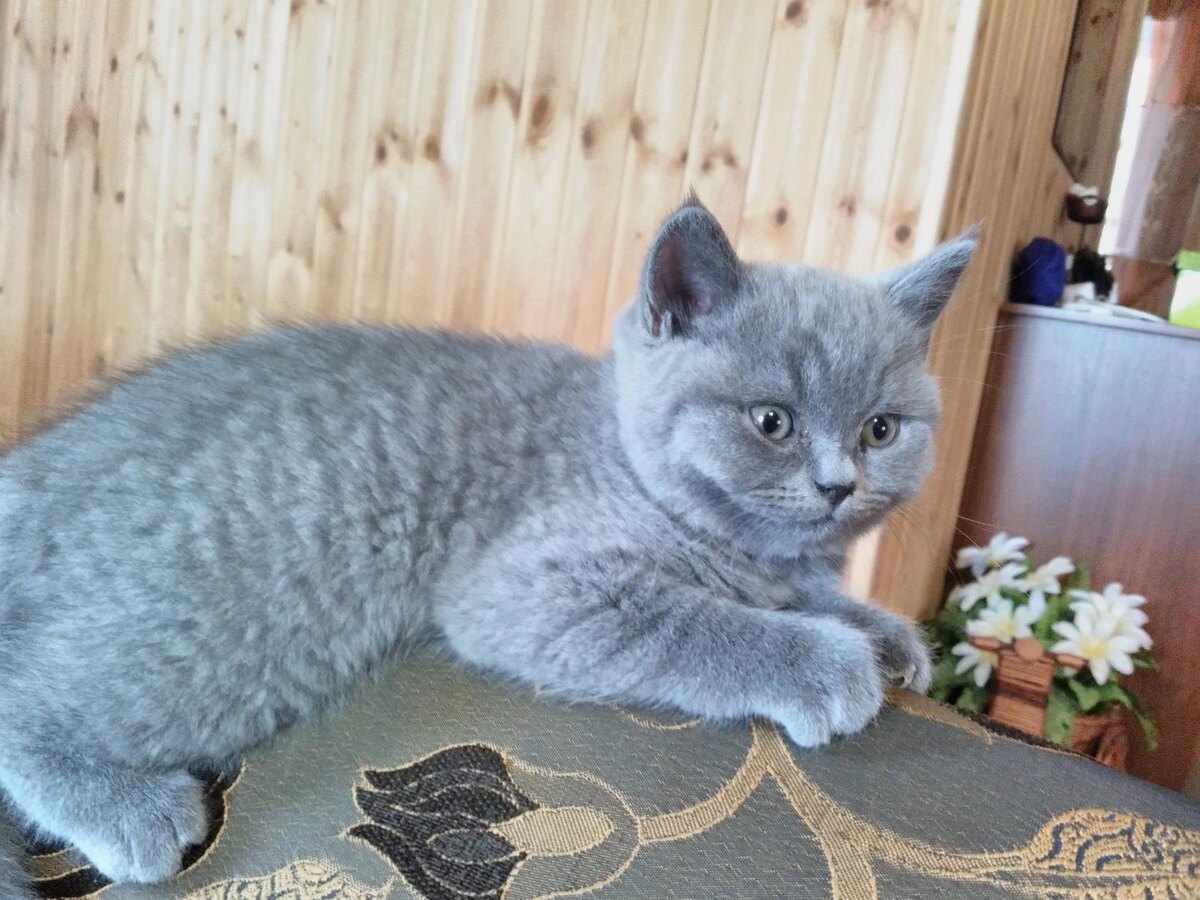 Тот котёнок, которого мы назвали Маус.