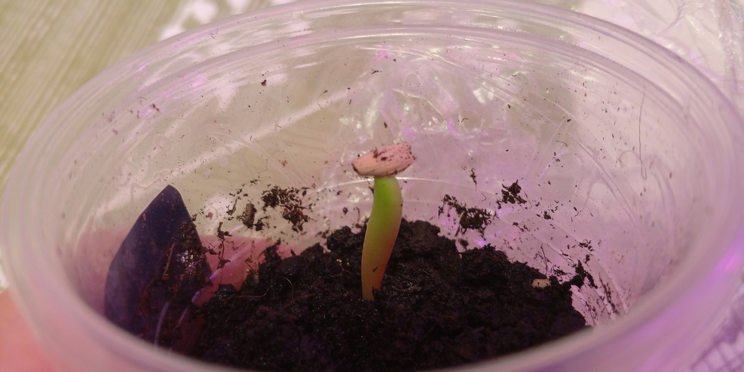 Как я посеяла хвойники и не только