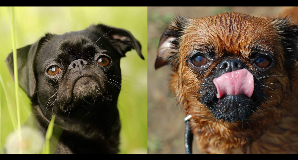 Порода собак. Подборка фото