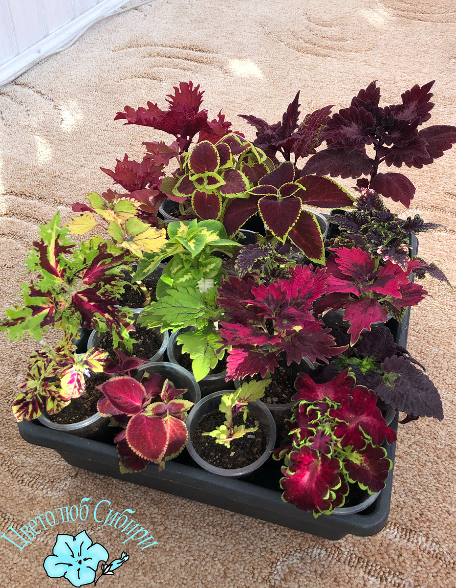 Колеусы, ждущие черенкования