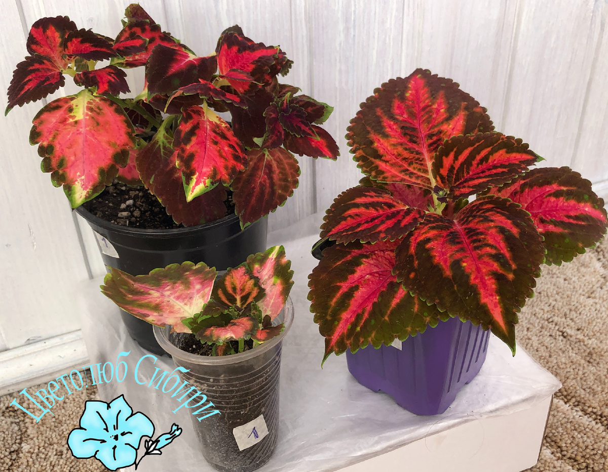 колеус блюме Танец Радуги (маточник и укорененные молодые черенки)