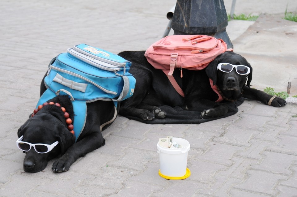    Самым популярным местом для путешествий с домашними животными стала Турция. Андрей ГРЕБНЕВ