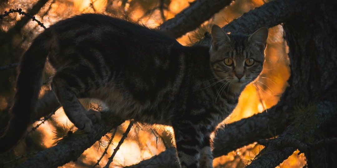 Пленник сосны: сороки загнали кота в ледяную ловушку на оживленной трассе