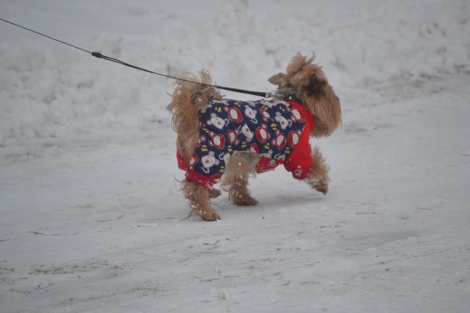    В ЛНР 23 января ожидаются снегопады, метель и усиление ветра Валерия РАЗИНА