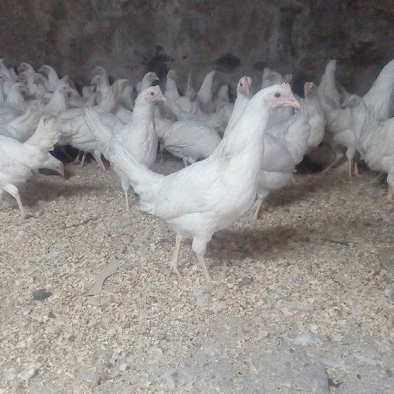 Ферма 22. Ру Хайсекс Уайт