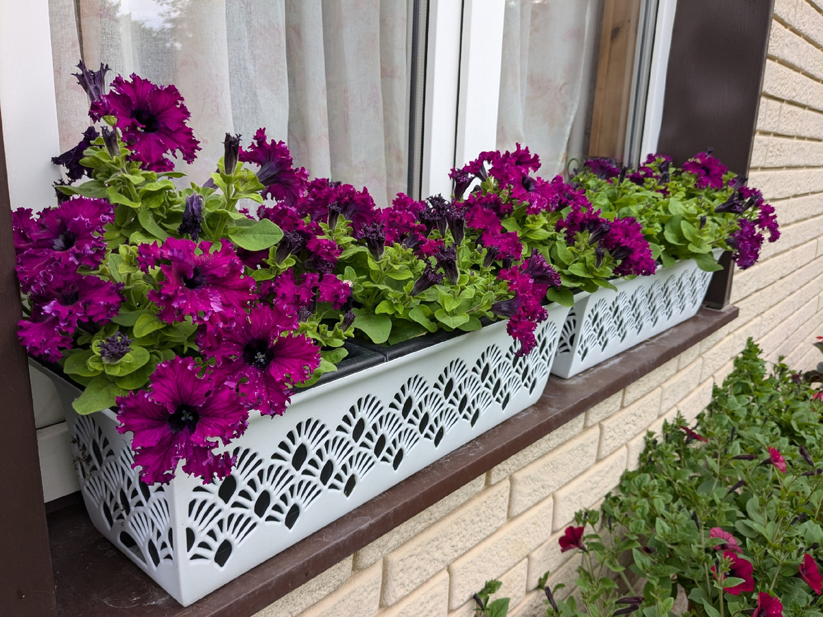 Петуния Espresso Frappe