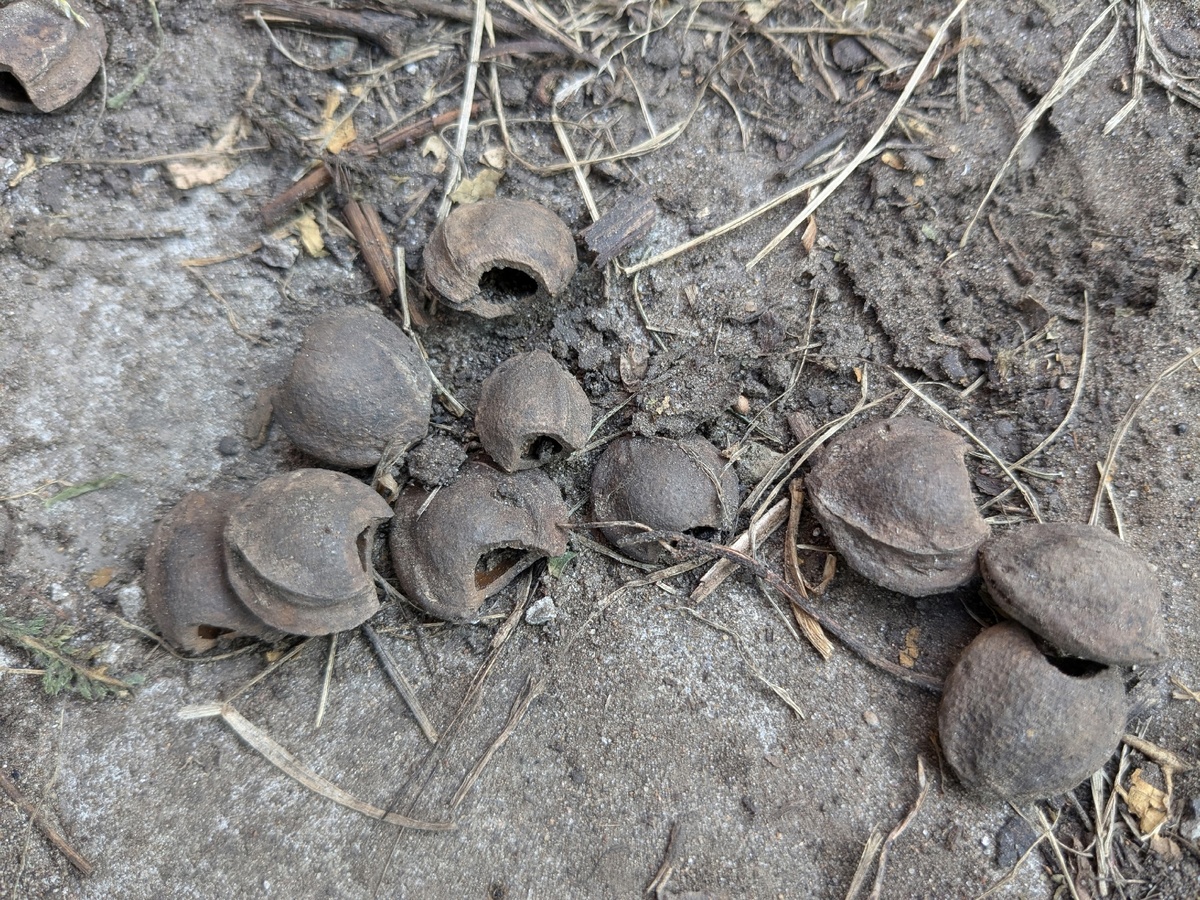 Вот этим добром были забиты многие горшки после зимы