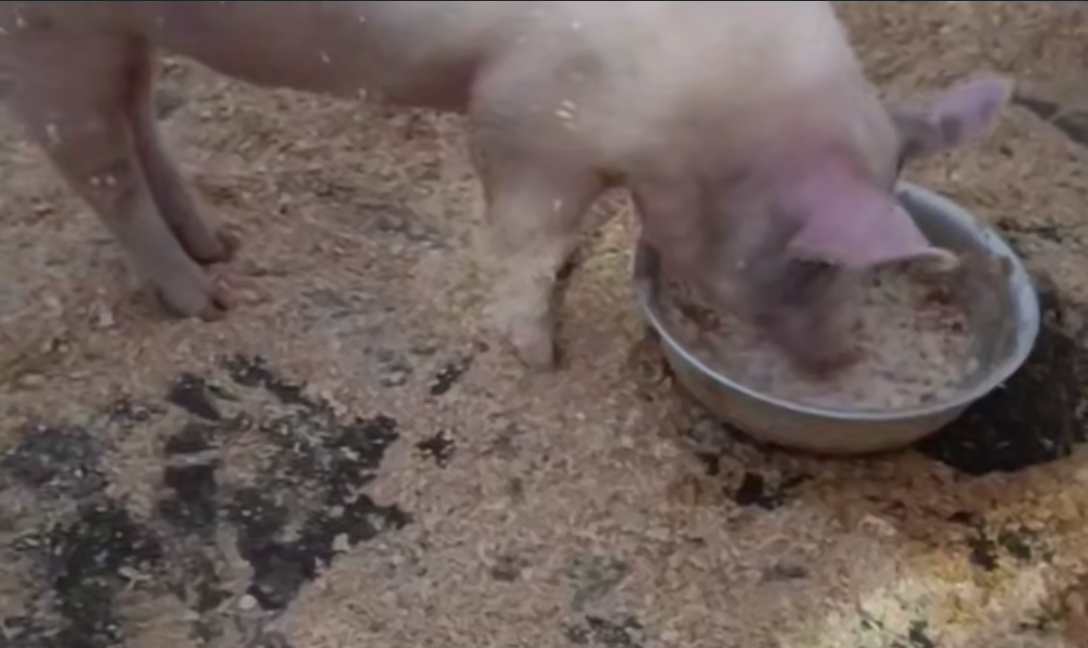    Ревдинский рабочий