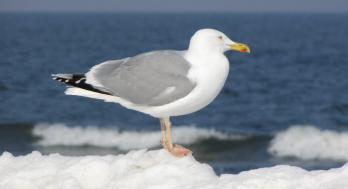 Чайка на льдине находится в выигрышном положении – она всегда может улететь на берег / Фото: pxhere.com