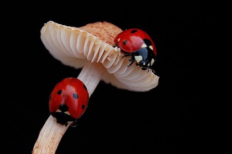 10 интересных фактов о божьих коровках