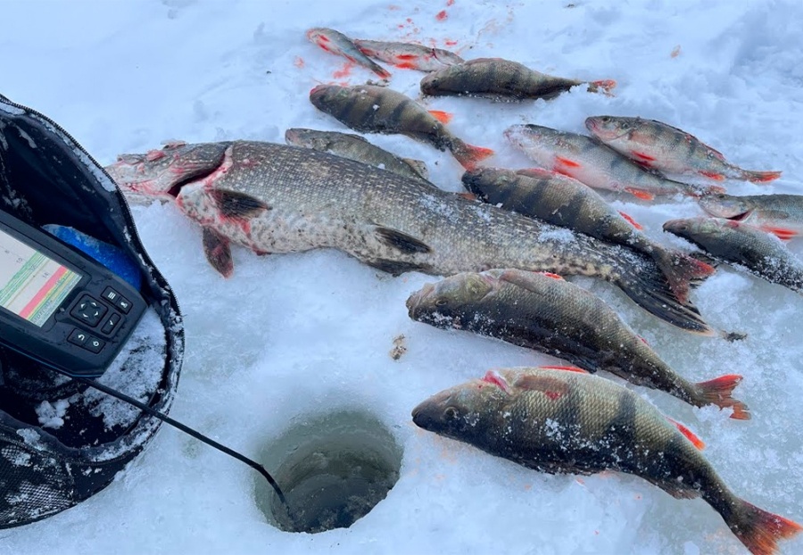     Штраф до 30 базовых или добровольная сдача – как законно избавиться от рыболовных сетей