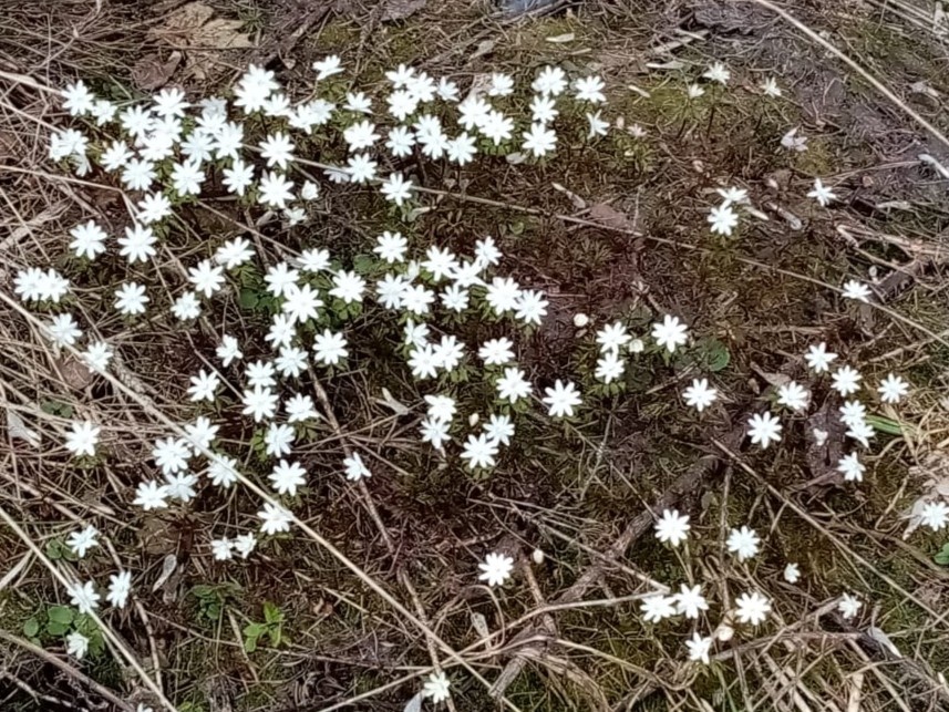 На дворе зима, но почему-то захотелось взять именно эти, весенние фотографии. Сделанные либо в собственном огороде, либо в лесу за оградой.