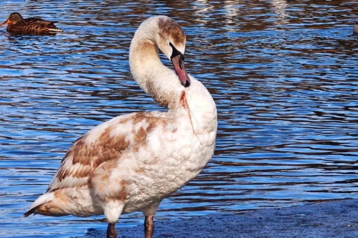    В Анапе спасли лебедя, запутавшегося в рыболовной леске